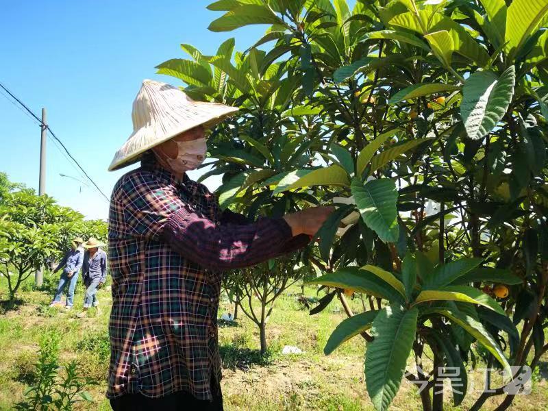 吴江桃源瑾下浜村“果园经济”带动农村村民